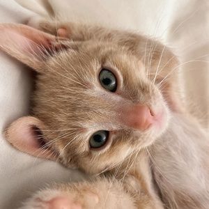 Meet your Posher, Brittney